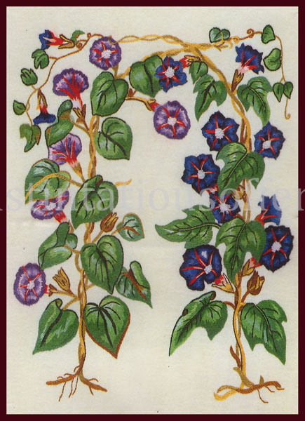 Rare Mack Botanical Print Crewel Embroidery Kit Morning Glory